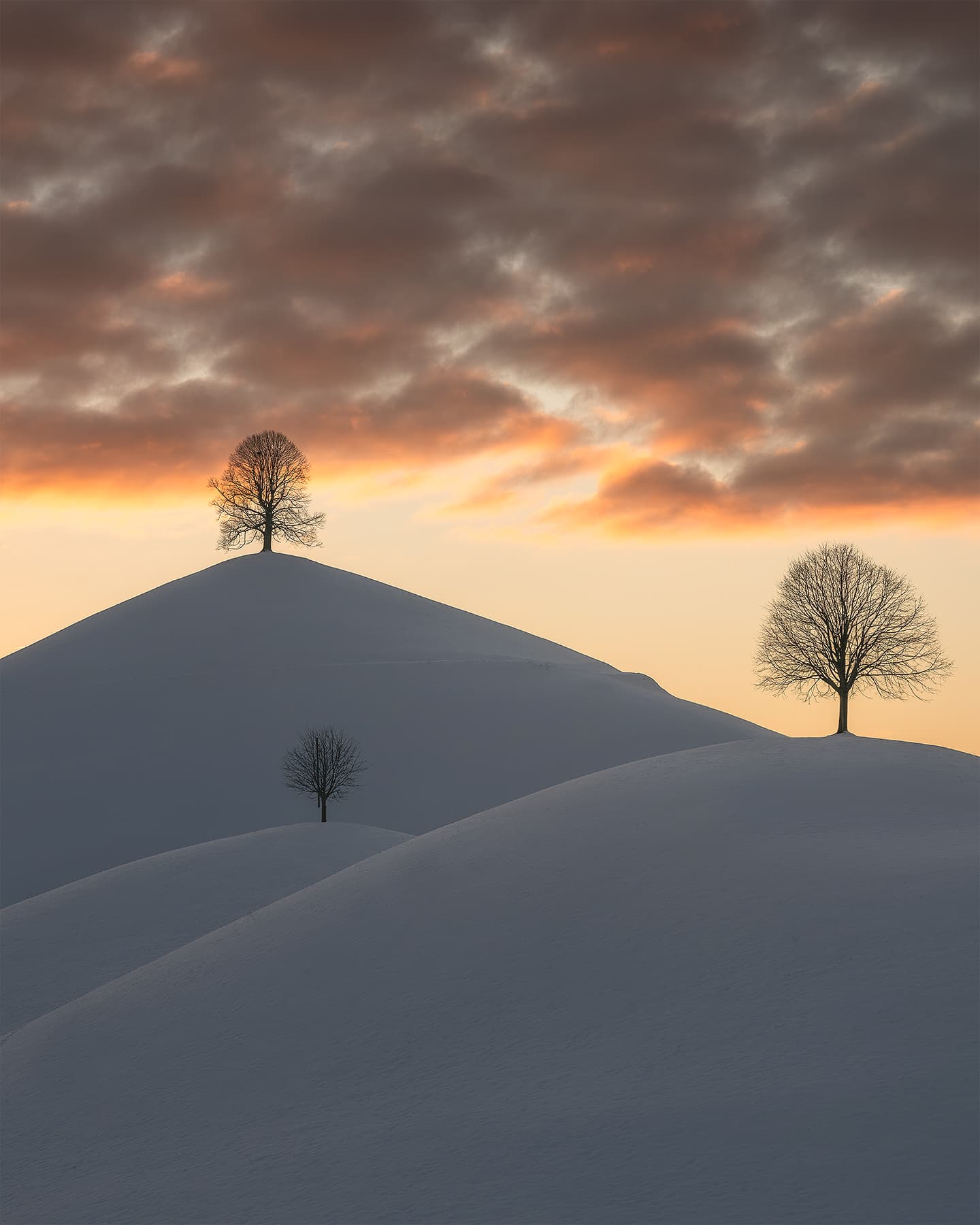 Hirzel - forest - Limited Edition Fine Art Print