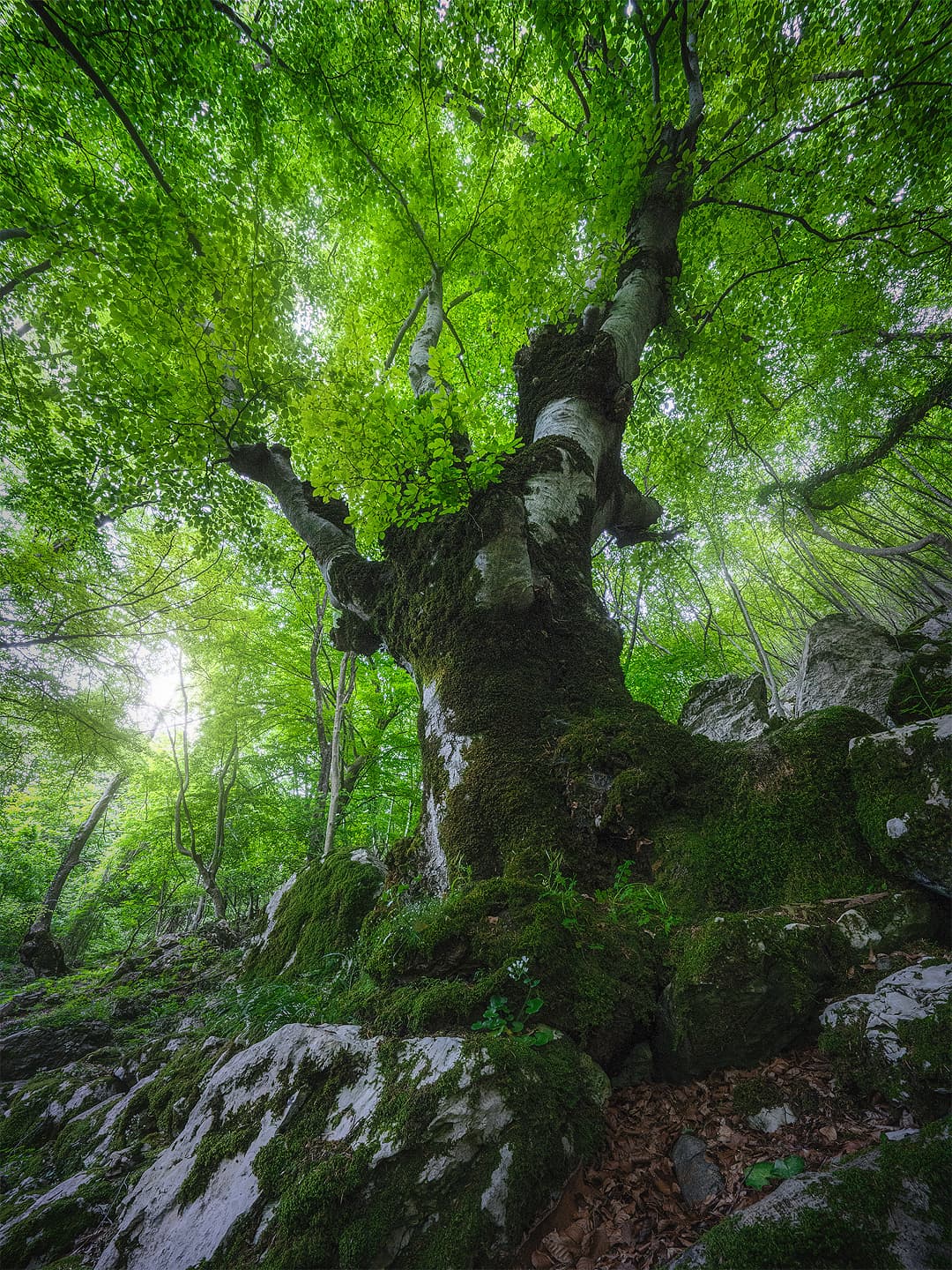 Lo Schioppo - forest - Limited Edition Fine Art Print